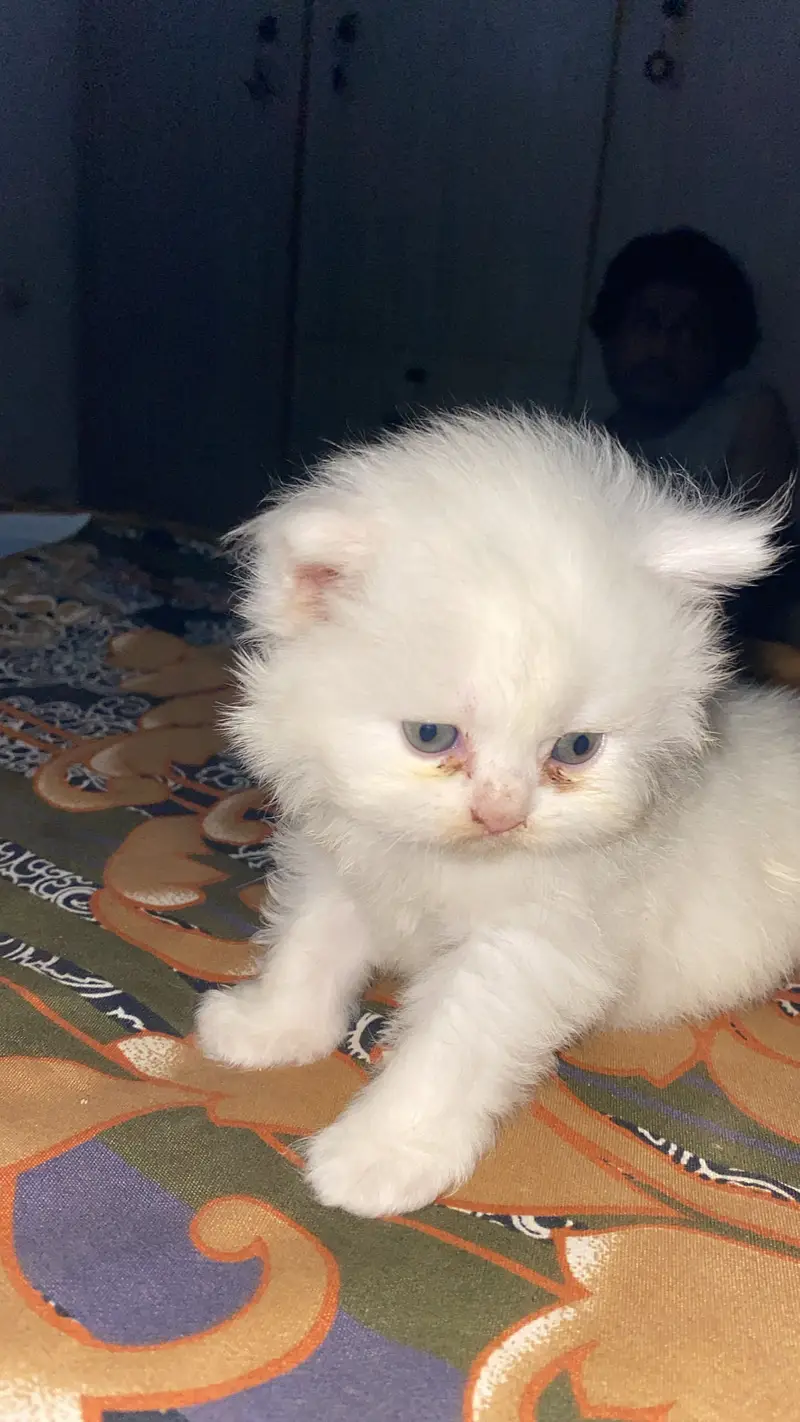 Percian Kitten Male — photo 7
