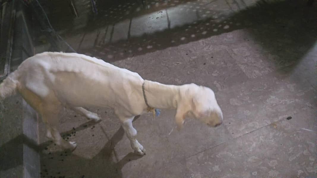 Top Quality Bakra 1