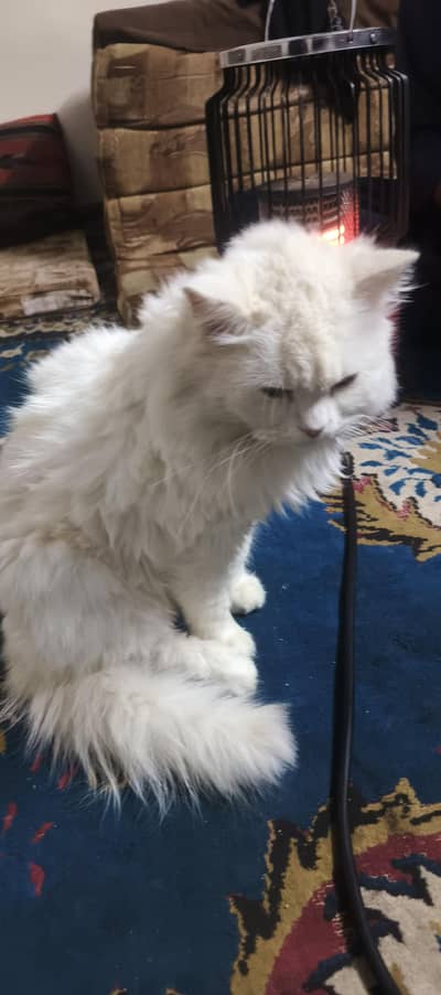 cute cat