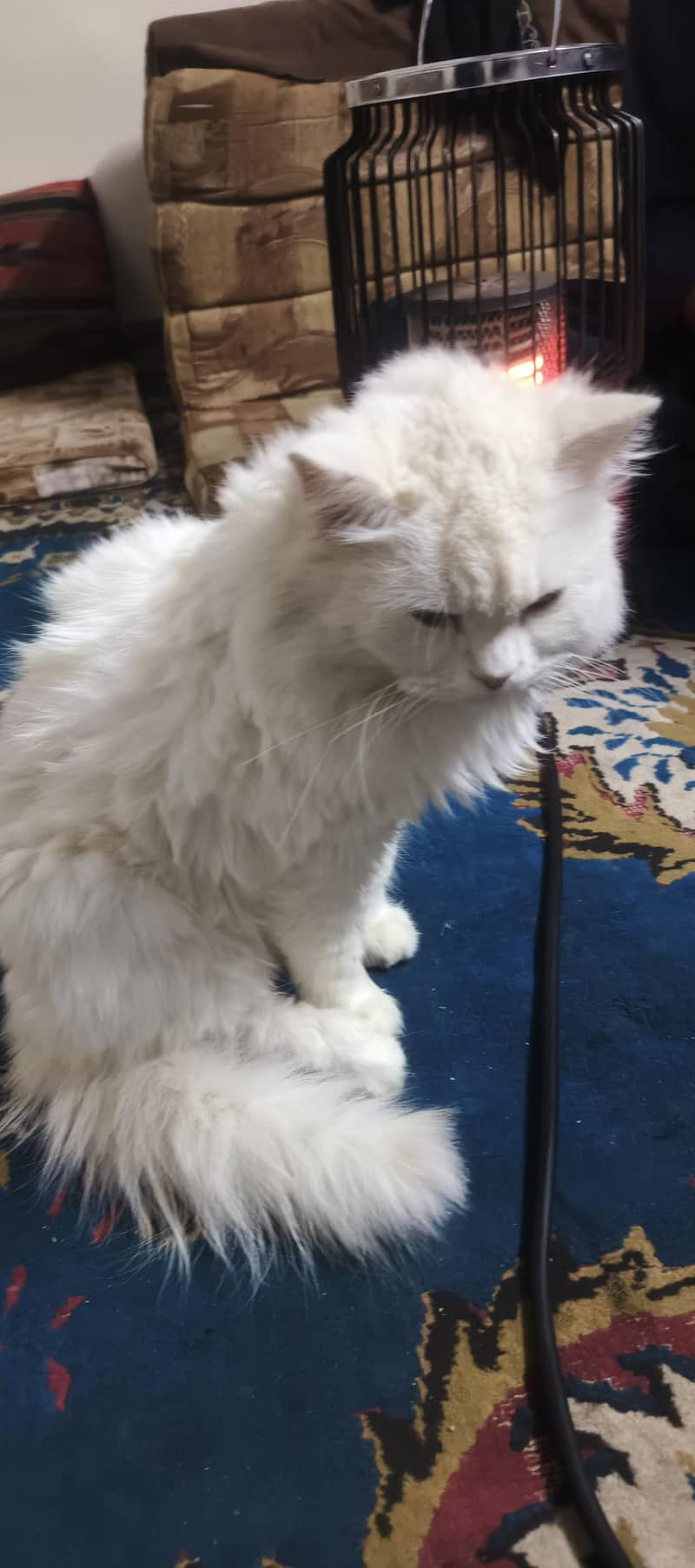cute cat 0