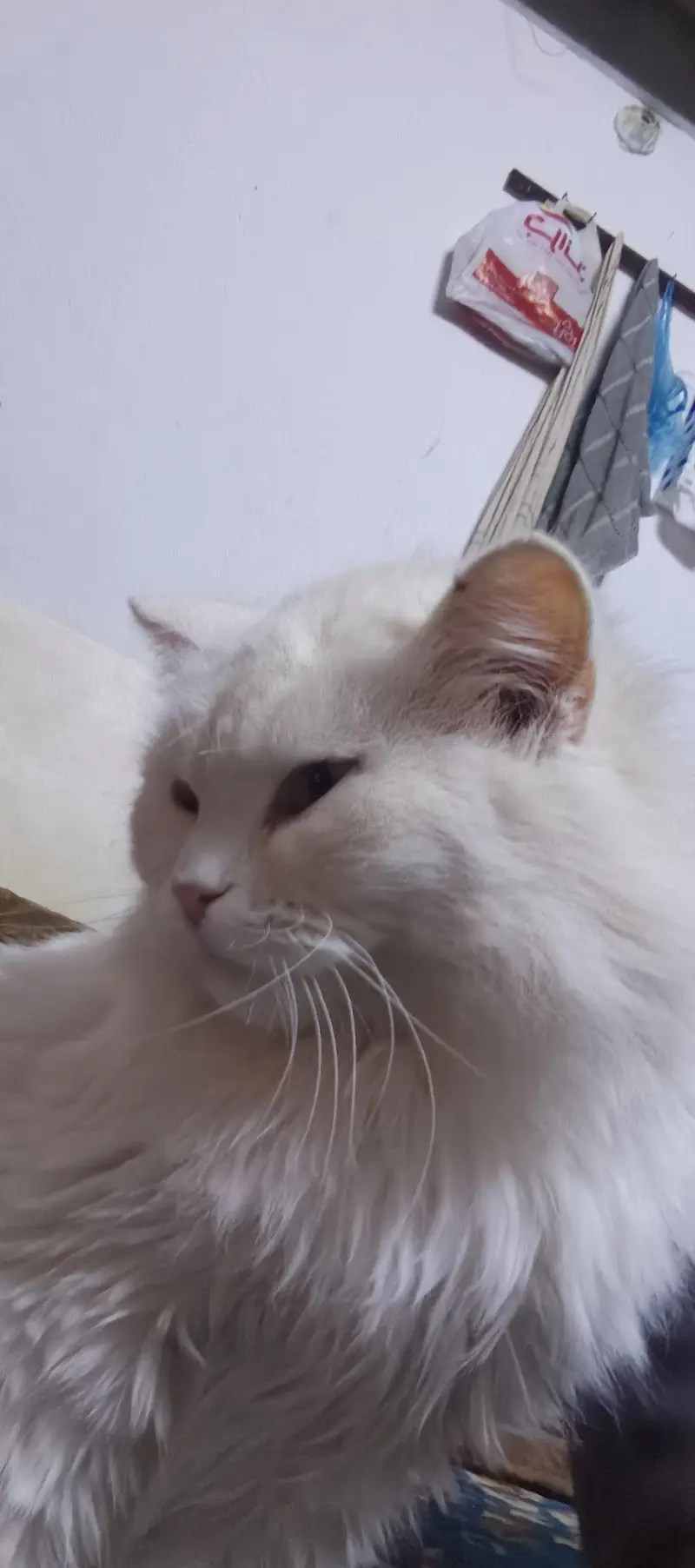 cute cat — photo 2