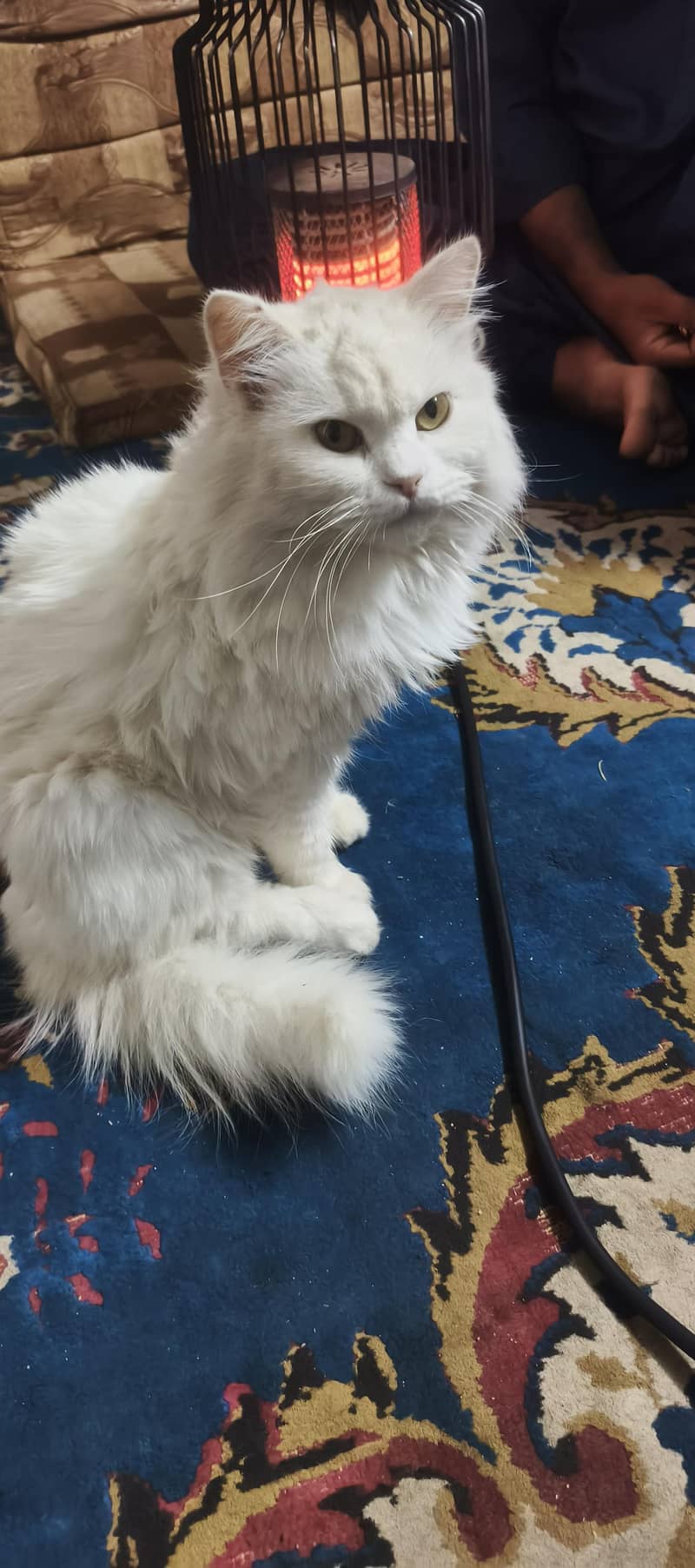 cute cat 2