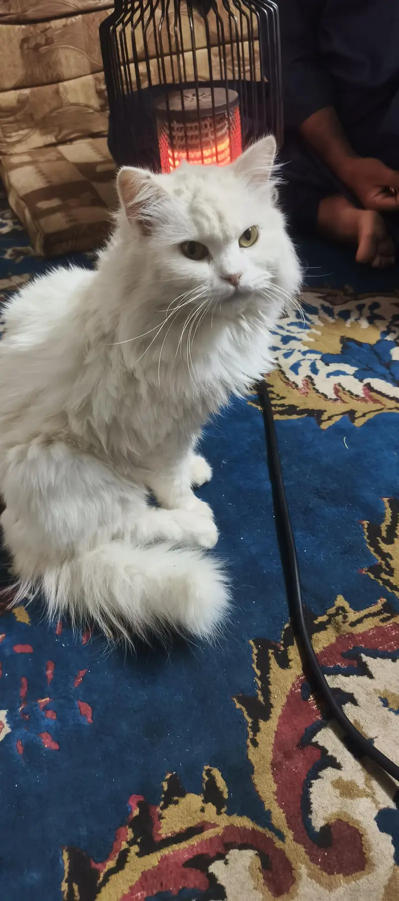 cute cat — photo 3
