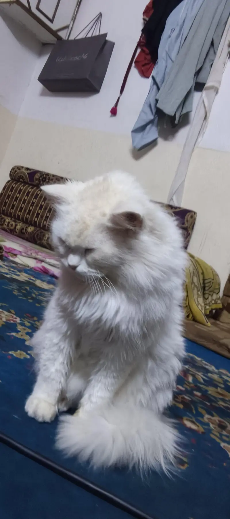 cute cat — photo 4