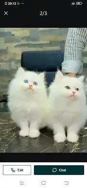 Persian cat for sale male or female double door vaccine clear — photo 3