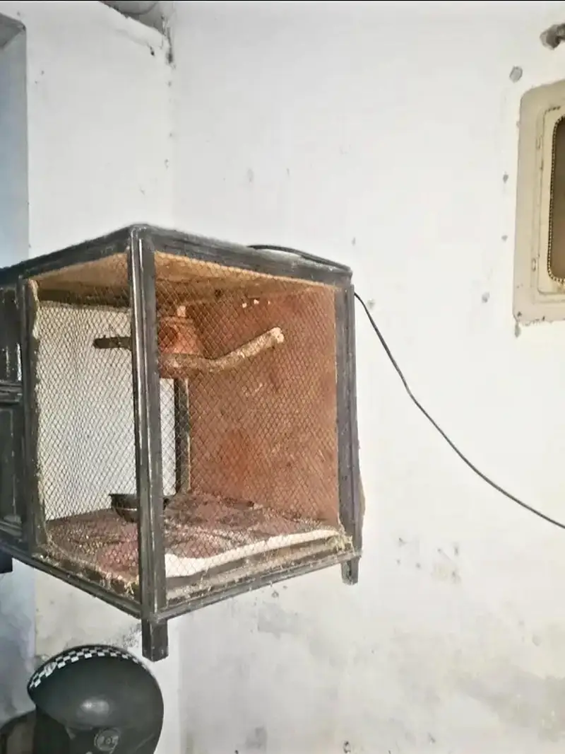 chance wala cage — photo 3
