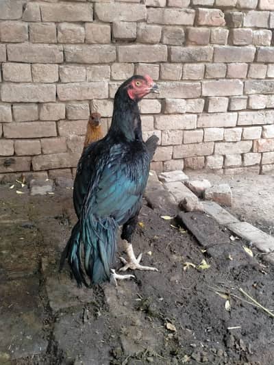 Aseel mushka murgha patha