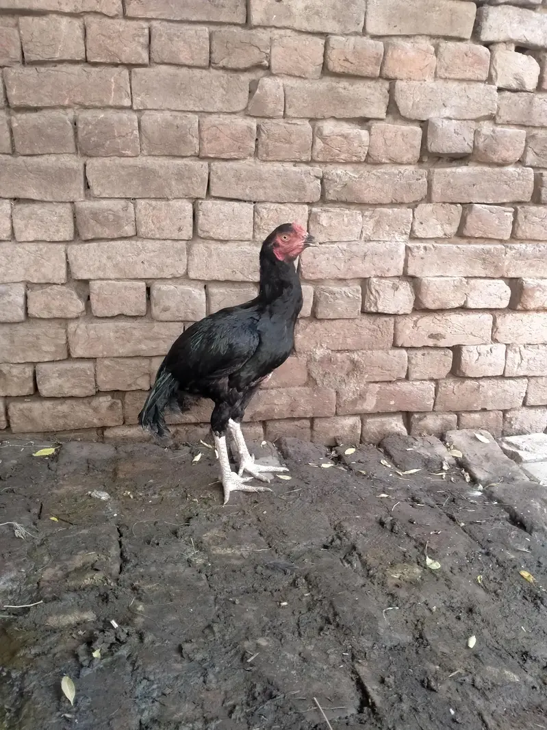 Aseel mushka murgha patha — photo 2