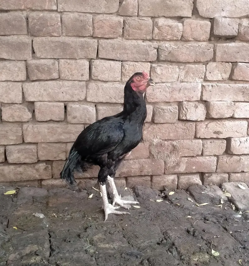 Aseel mushka murgha patha — photo 3