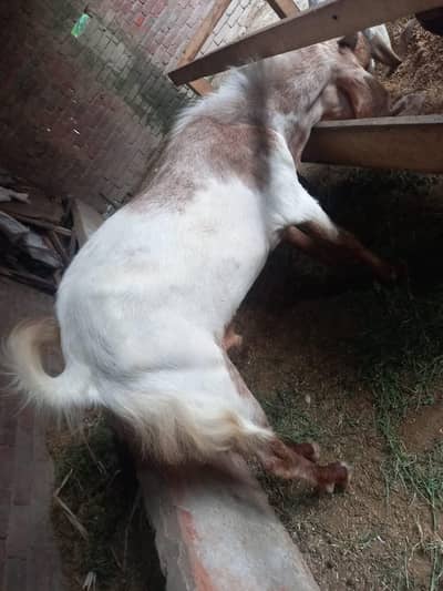 Quality Breeder & Goats Available – available for sale
