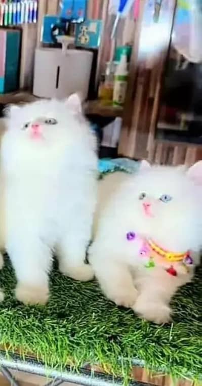(Persian female kitten) (for sale all) (Pakistan delivery available)