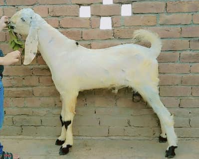 Bakra for sale
