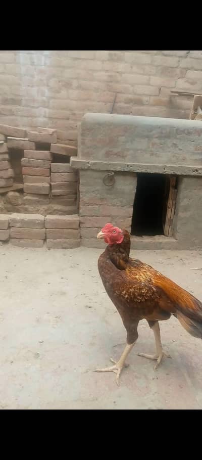 High quelity mazbot gand joor mein peela patha