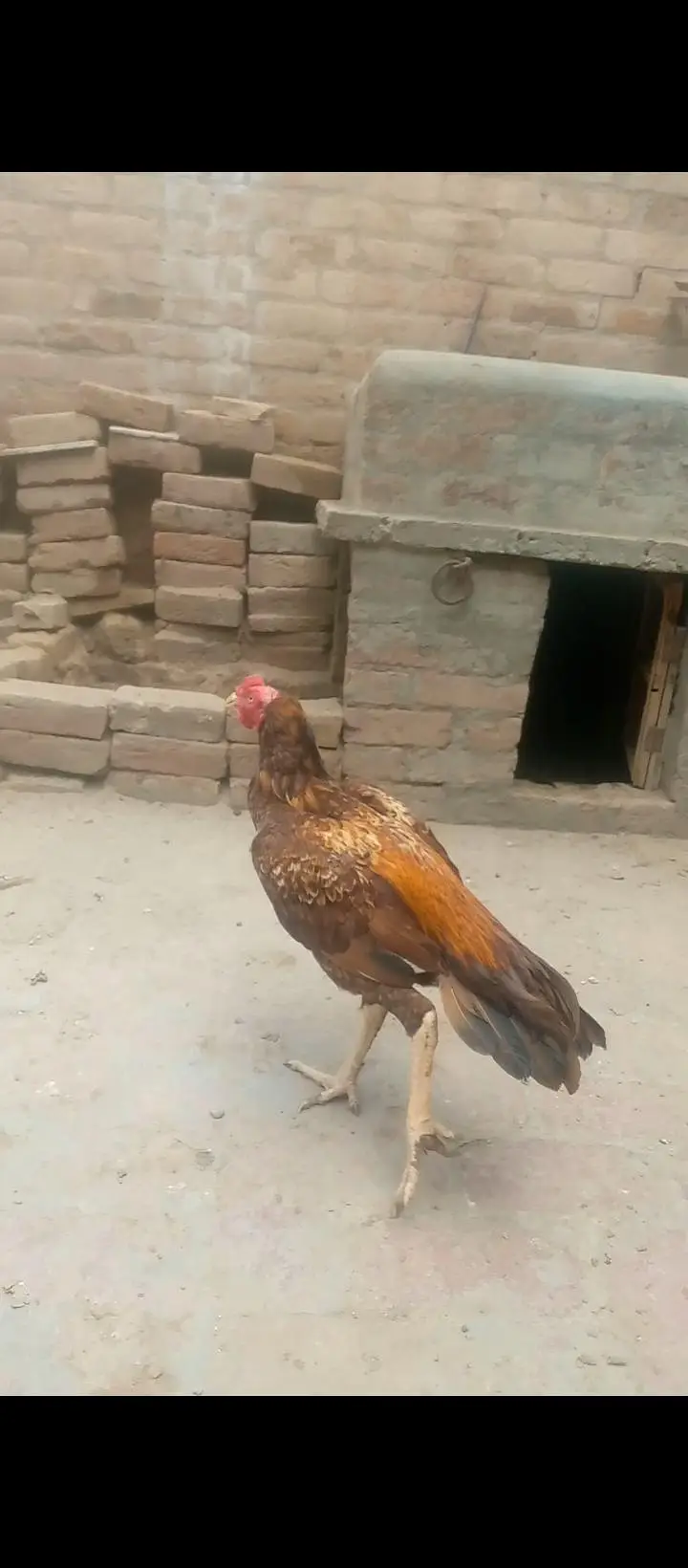 High quelity mazbot gand joor mein peela patha — photo 2