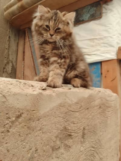 triple Coted female kitten