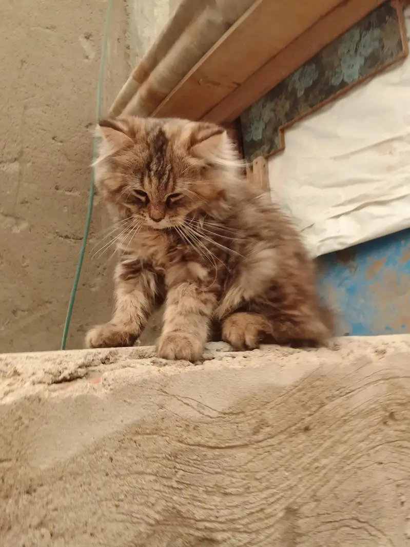 triple Coted female kitten — photo 2