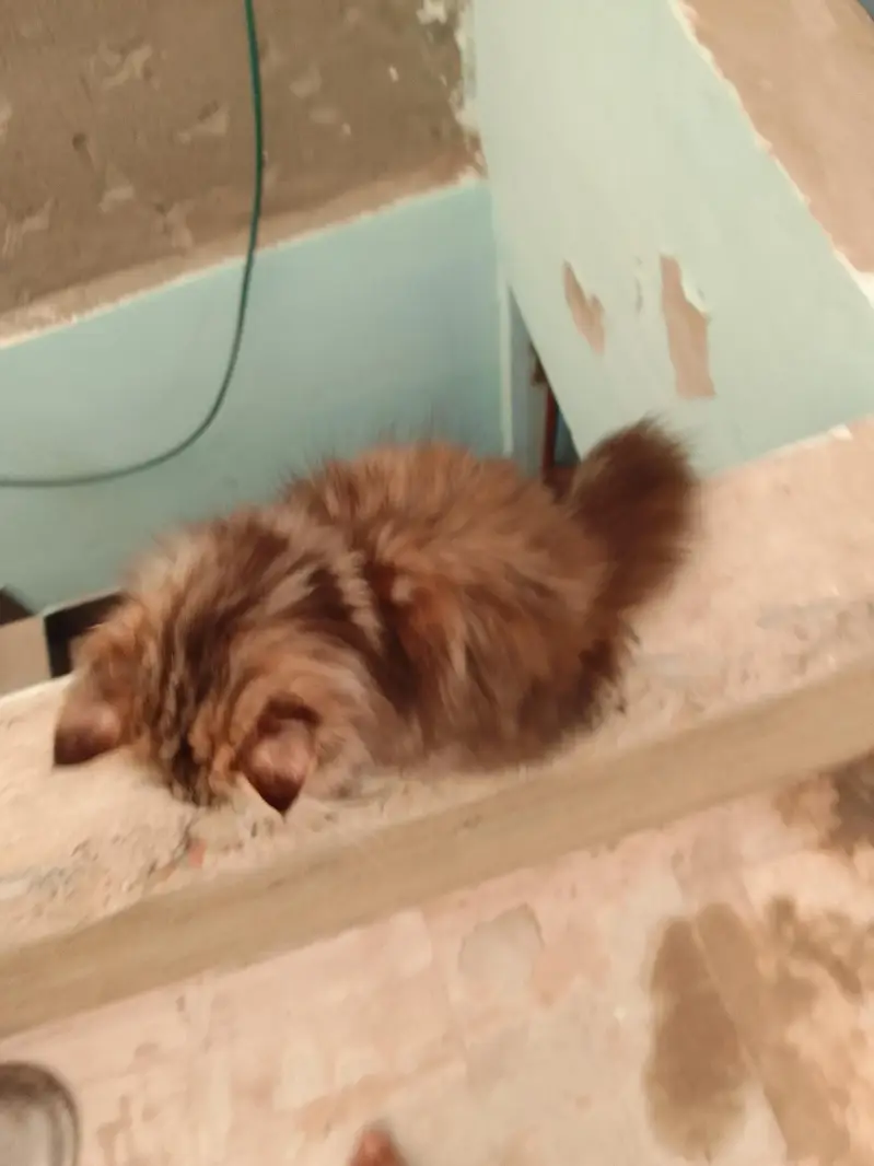 triple Coted female kitten — photo 3