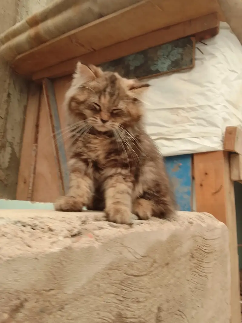 triple Coted female kitten — photo 4