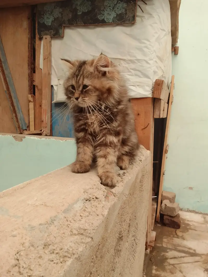 triple Coted female kitten — photo 5