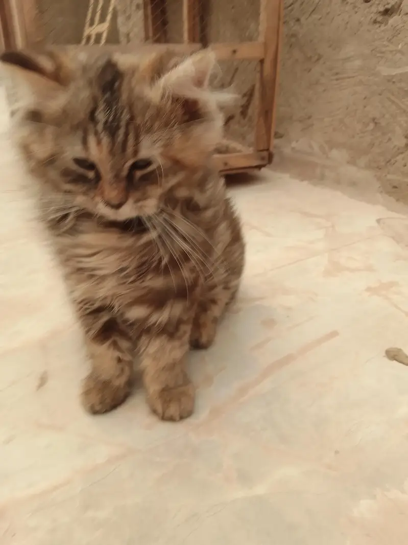 triple Coted female kitten — photo 6
