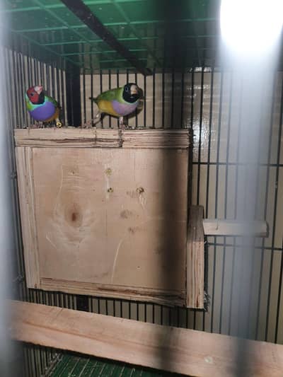 split blue Gouldien finch high quality pairs