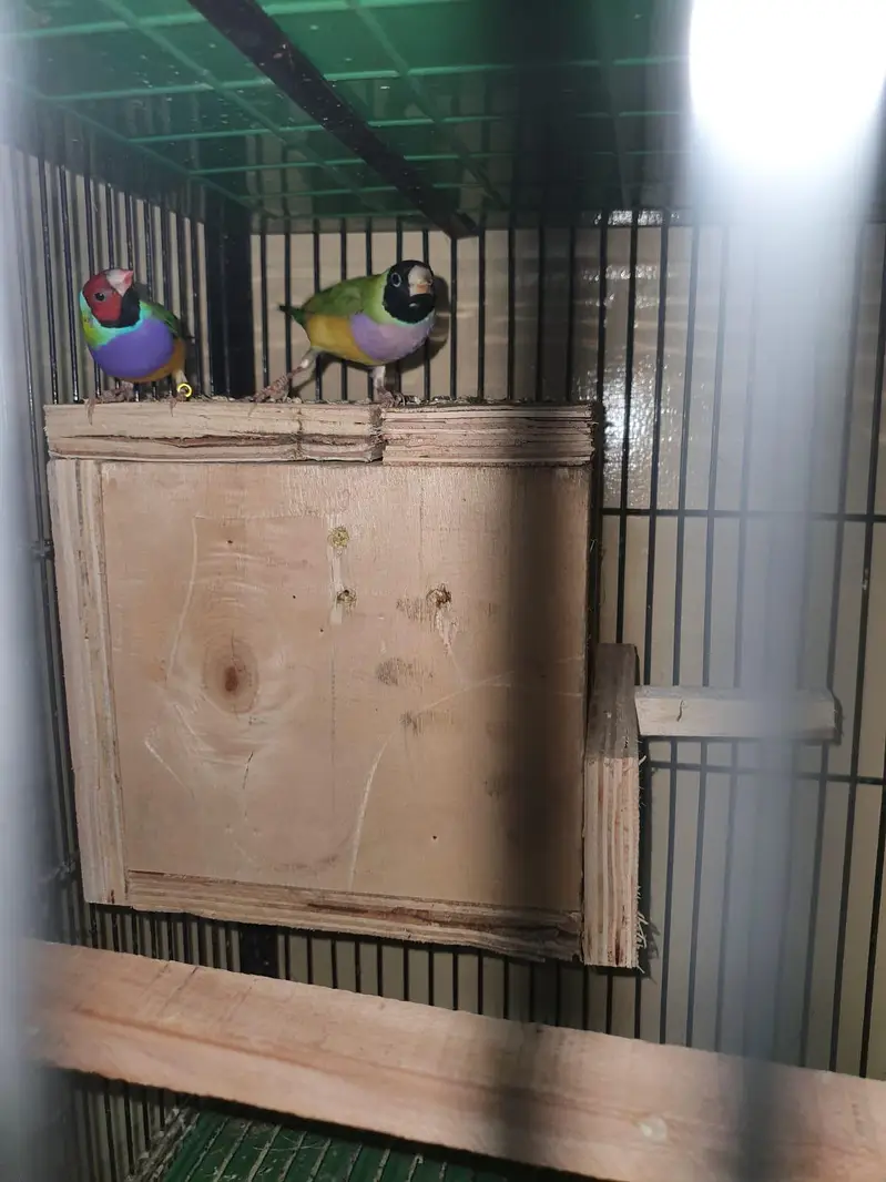 split blue Gouldien finch high quality pairs