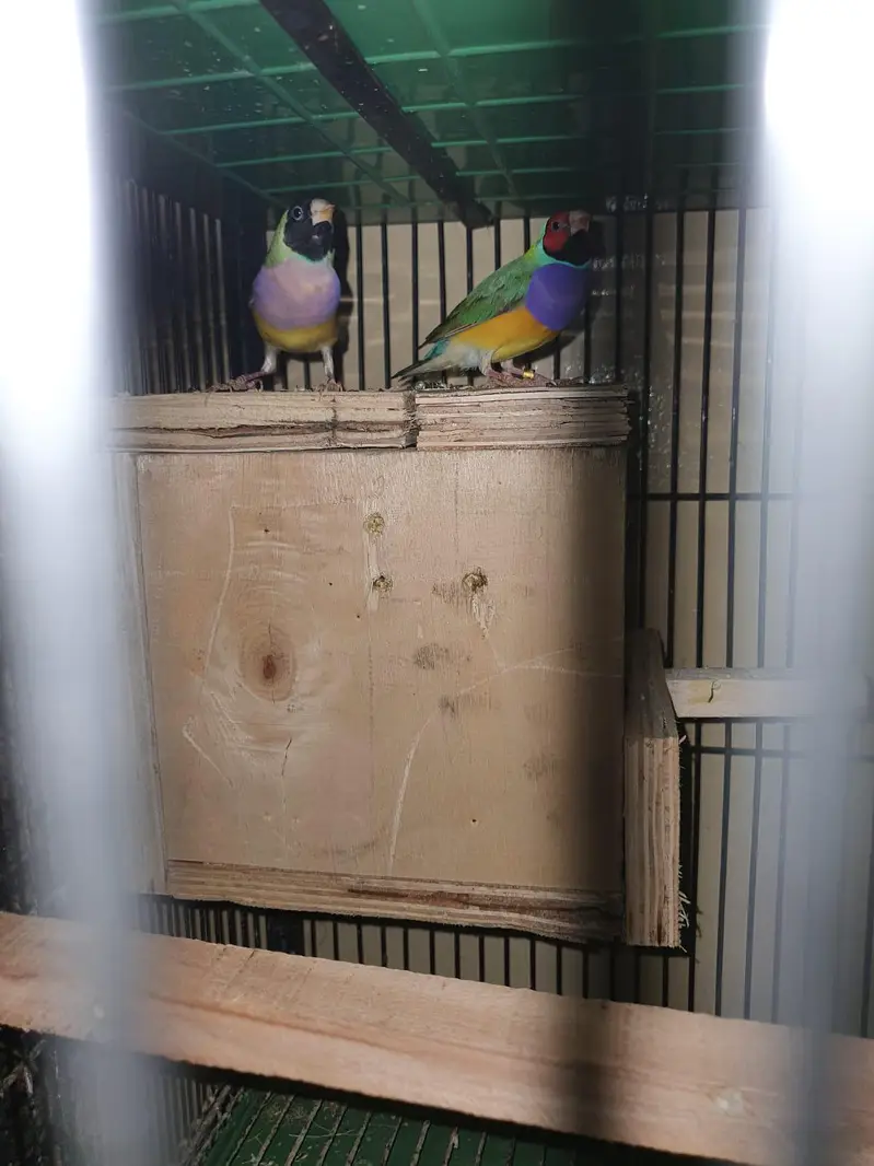 split blue Gouldien finch high quality pairs — photo 2
