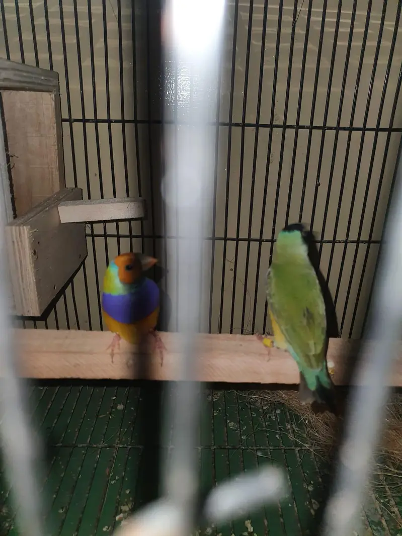 split blue Gouldien finch high quality pairs — photo 3