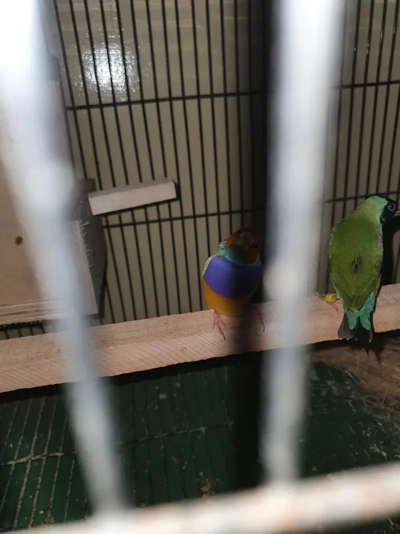 split blue Gouldien finch high quality pairs — photo 4