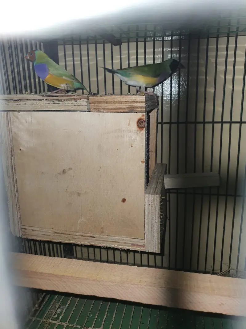 split blue Gouldien finch high quality pairs — photo 5