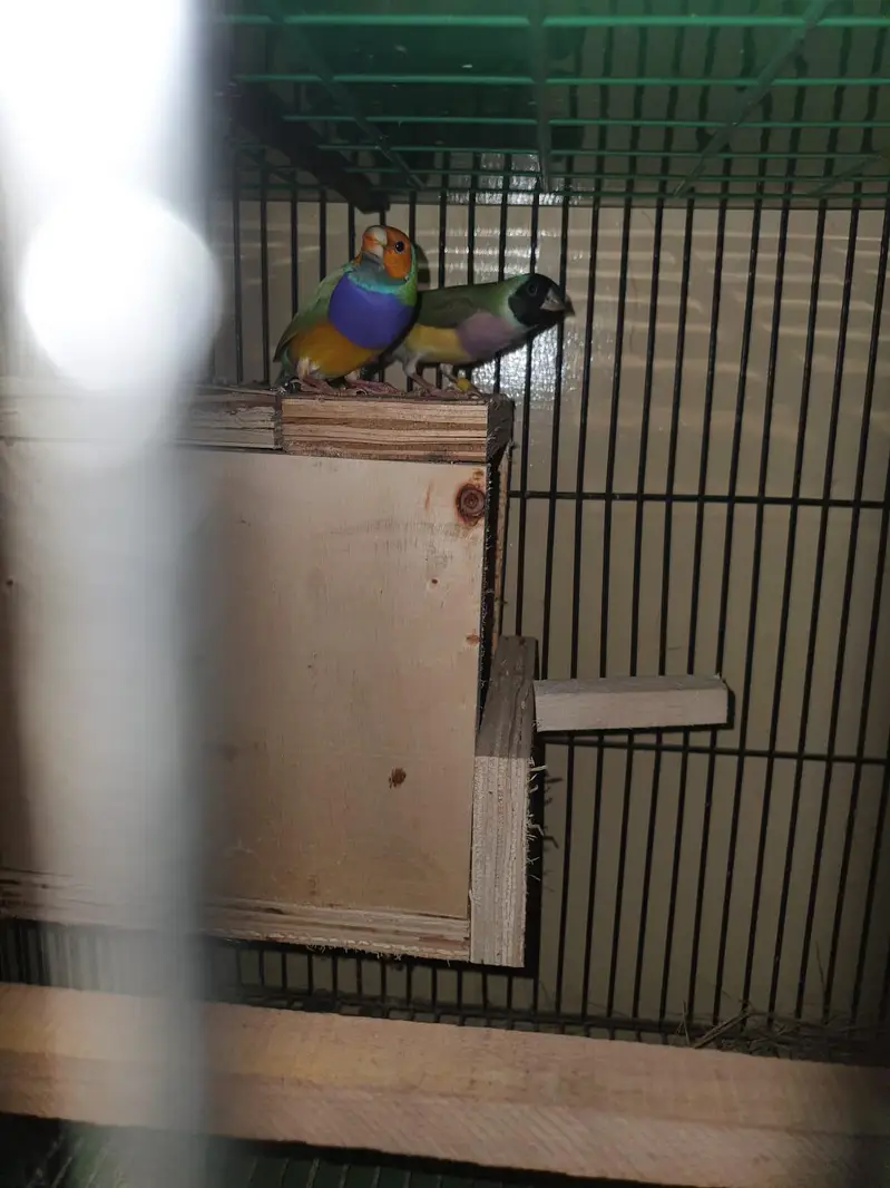 split blue Gouldien finch high quality pairs — photo 6