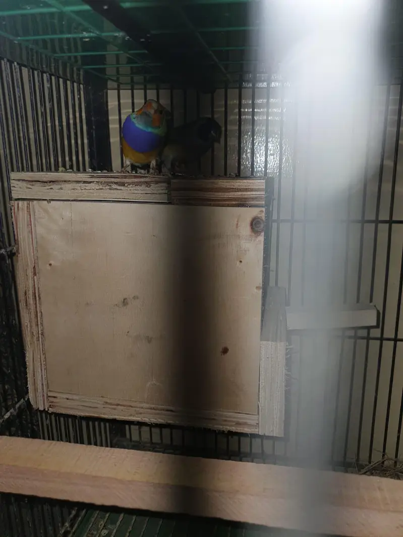split blue Gouldien finch high quality pairs — photo 7