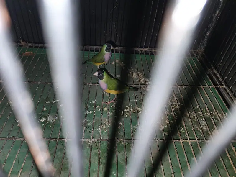 split blue Gouldien finch high quality pairs — photo 8