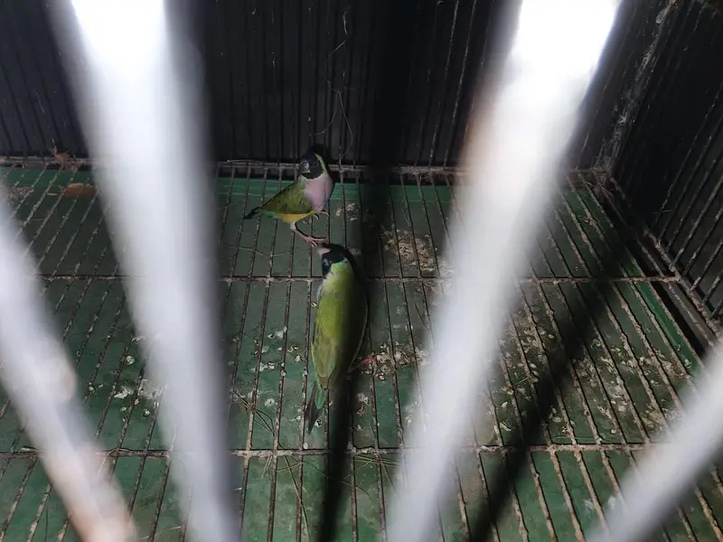 split blue Gouldien finch high quality pairs — photo 10