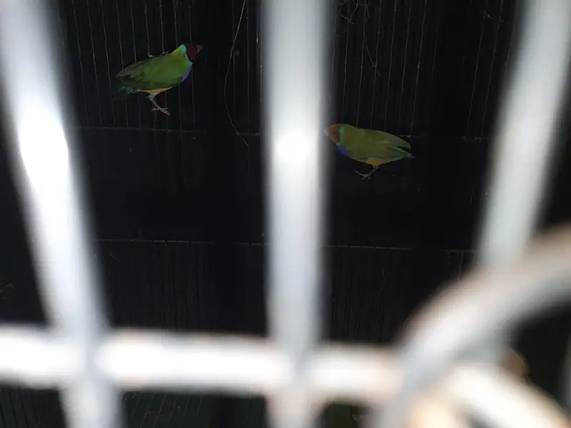 split blue Gouldien finch high quality pairs — photo 11