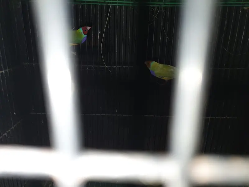 split blue Gouldien finch high quality pairs — photo 12