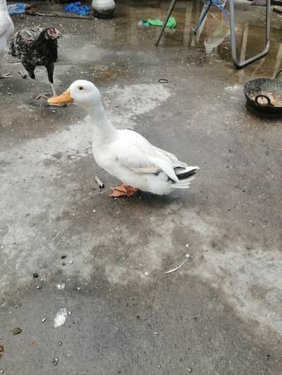 urgent sale