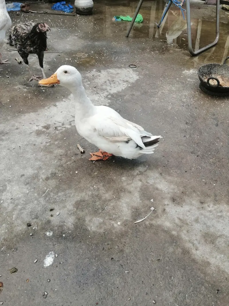 urgent sale