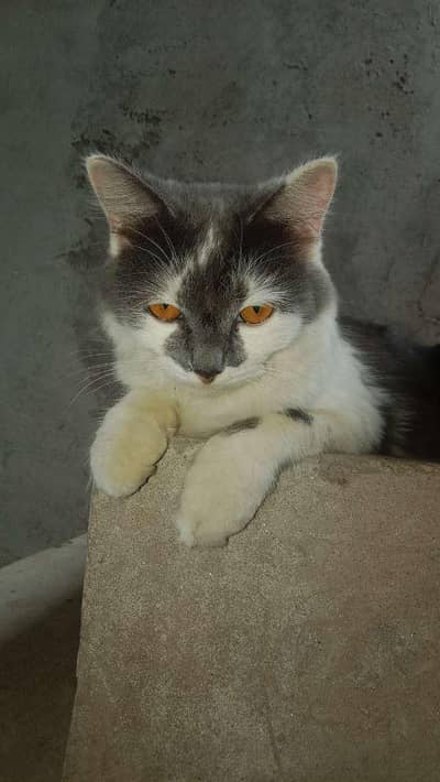 Persian cat for sale