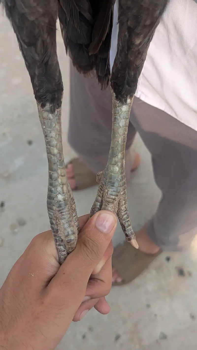 Thai cross mianwali — photo 2