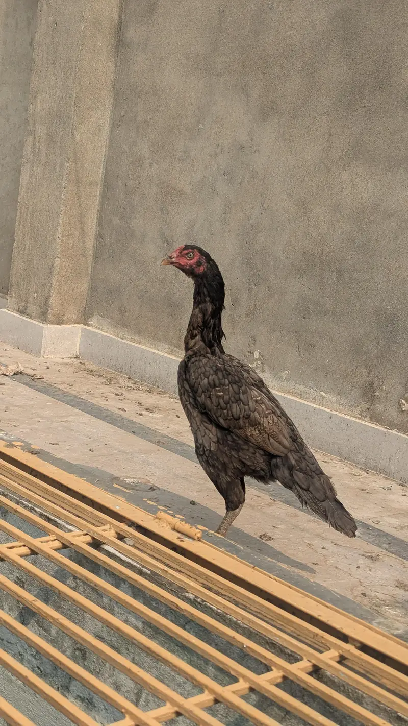 Thai cross mianwali — photo 3