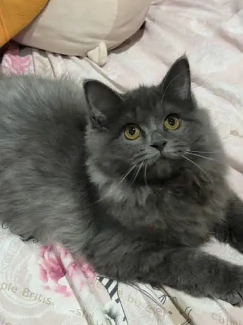 Persian Cat for Sale Beautiful Grey urgent sale — photo 2