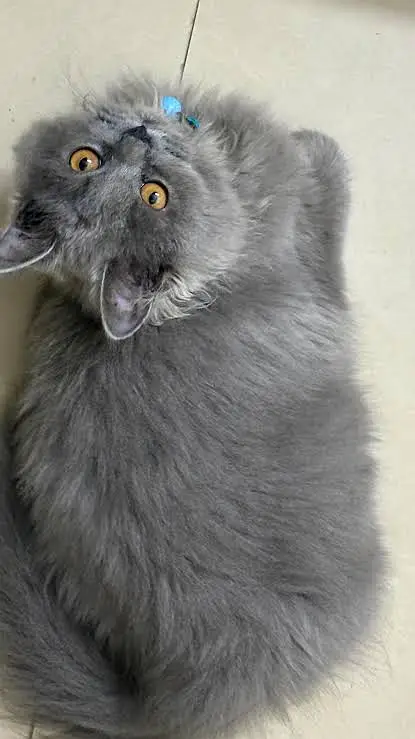 Persian Cat for Sale Beautiful Grey urgent sale — photo 3