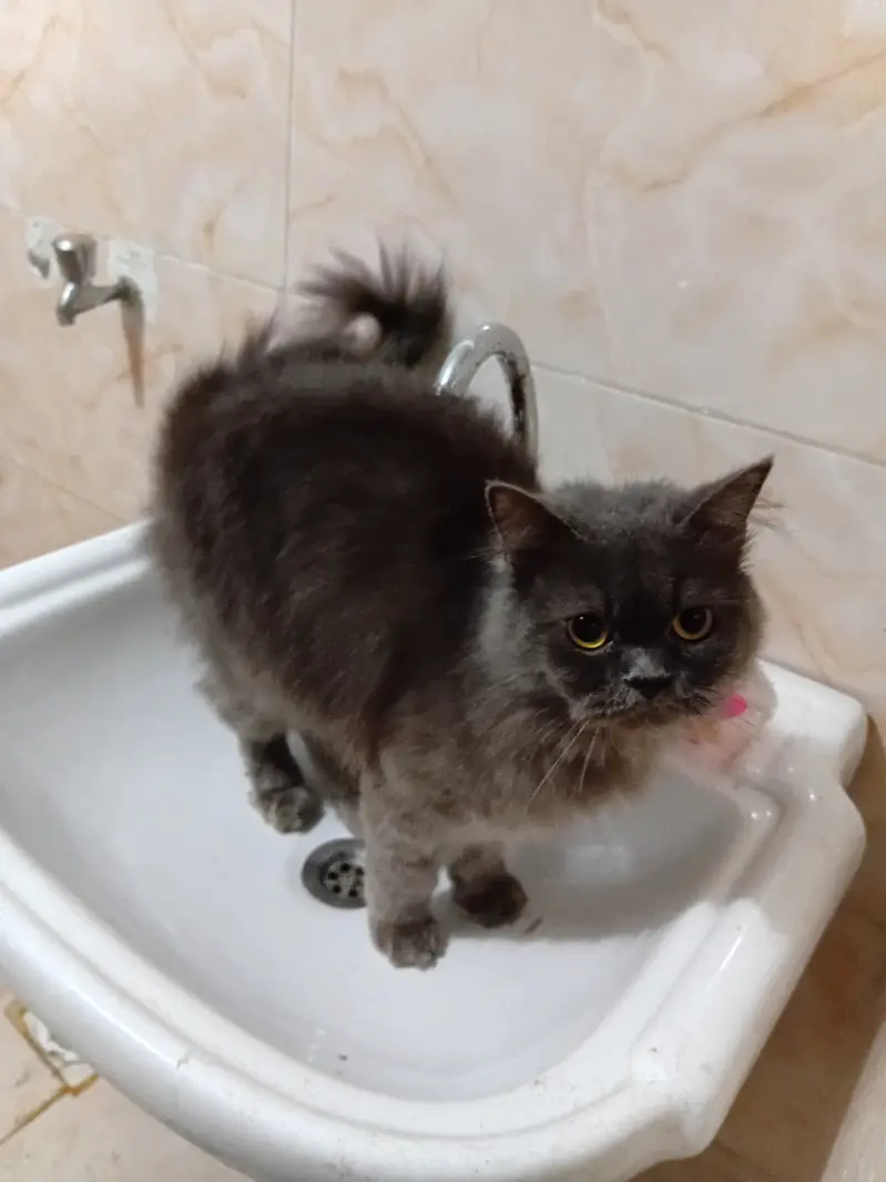 Persian Cat for Sale Beautiful Grey urgent sale — photo 4