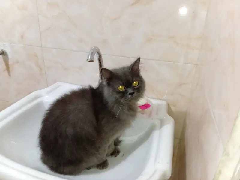 Persian Cat for Sale Beautiful Grey urgent sale — photo 5