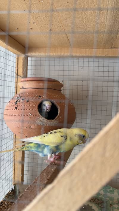 11 pairs Budgies + chicks + cages - complete Breeding setup.
