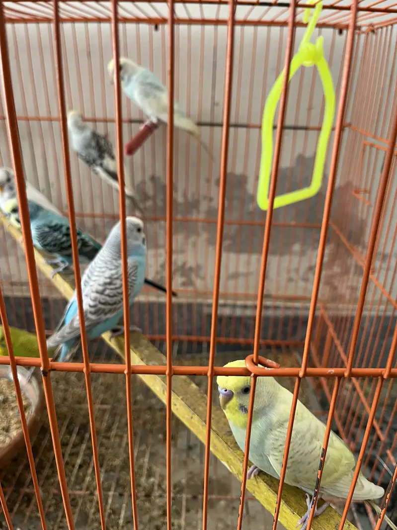 11 pairs Budgies + chicks + cages - complete Breeding setup. — photo 2