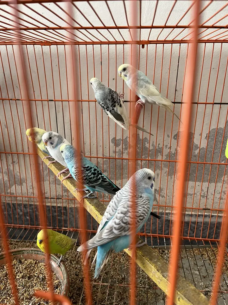 11 pairs Budgies + chicks + cages - complete Breeding setup. — photo 3