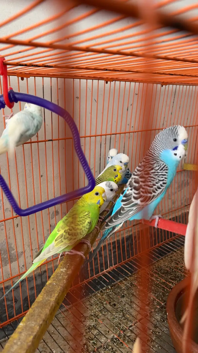 11 pairs Budgies + chicks + cages - complete Breeding setup. — photo 4