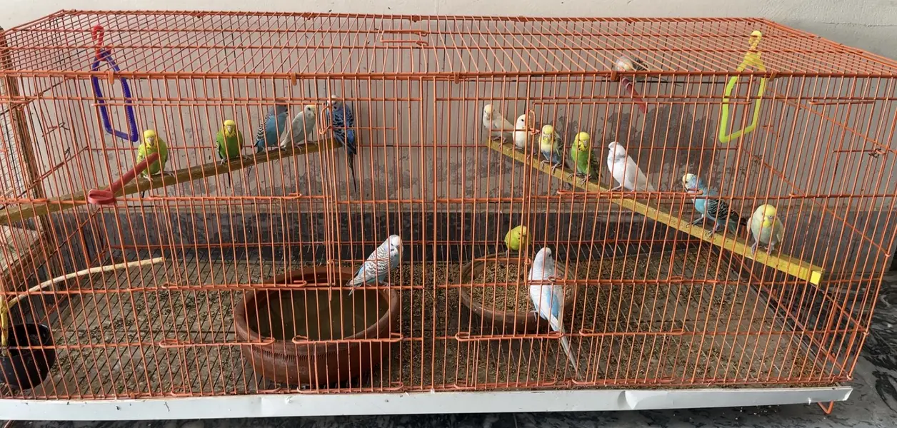 11 pairs Budgies + chicks + cages - complete Breeding setup. — photo 5